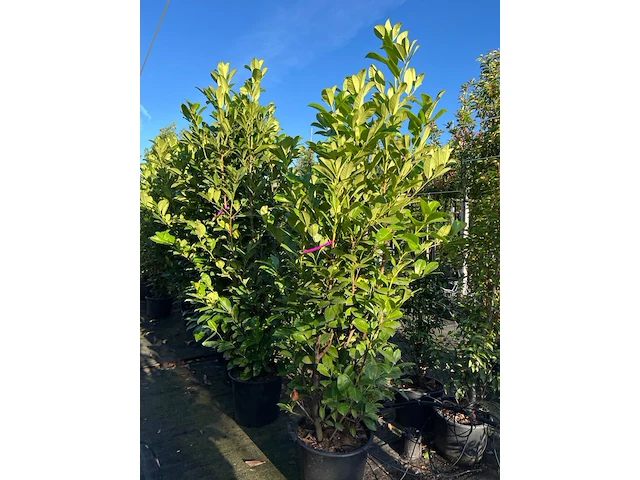 9x laurierkers, prunus 'rotundifolia', haagplant, wintergroen, ca. 150-200 cm hoog - afbeelding 2 van  2