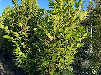 9x laurierkers, prunus 'rotundifolia', haagplant, wintergroen, ca. 150-200 cm hoog - afbeelding 2 van  2