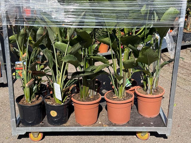 9x paradijsvogelplant met vorstschade - strelitzia augusta/reginae - hoogte ca. 70-150 cm - afbeelding 1 van  2