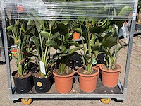 9x paradijsvogelplant met vorstschade - strelitzia augusta/reginae - hoogte ca. 70-150 cm - afbeelding 1 van  2
