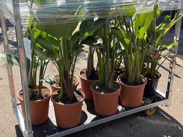 9x paradijsvogelplant met vorstschade - strelitzia augusta/reginae - hoogte ca. 70-150 cm - afbeelding 2 van  2