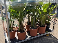 9x paradijsvogelplant met vorstschade - strelitzia augusta/reginae - hoogte ca. 70-150 cm - afbeelding 2 van  2