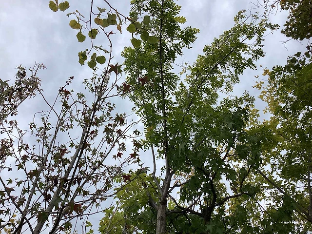 Acacia - sierboom - afbeelding 1 van  3