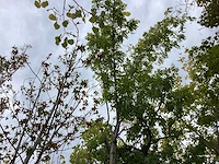 Acacia - sierboom