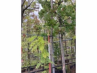 Acacia - sierboom - afbeelding 2 van  3