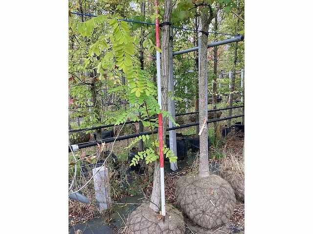 Acacia - sierboom - afbeelding 3 van  3