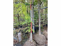 Acacia - sierboom - afbeelding 3 van  3