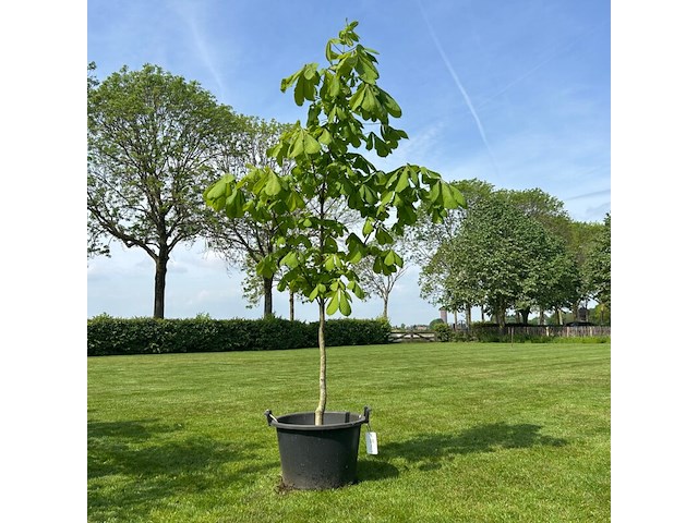 Aesculus hippocastanum (paardenkastanje wit) - afbeelding 1 van  2