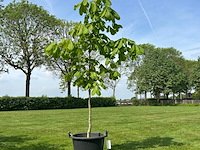 Aesculus hippocastanum (paardenkastanje wit) - afbeelding 1 van  2