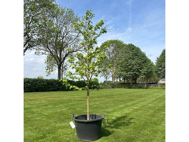Aesculus hippocastanum (paardenkastanje wit) - afbeelding 1 van  2