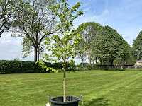 Aesculus hippocastanum (paardenkastanje wit)