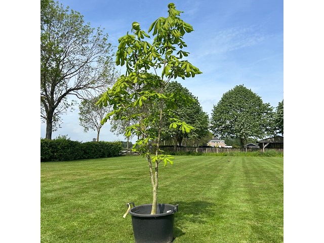 Aesculus hippocastanum (paardenkastanje wit) - afbeelding 1 van  2