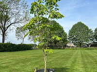 Aesculus hippocastanum (paardenkastanje wit)