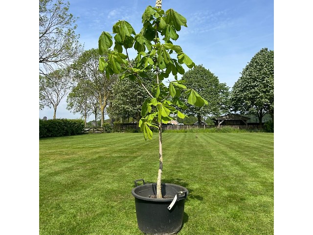 Aesculus hippocastanum (paardenkastanje wit) - afbeelding 1 van  2