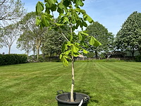 Aesculus hippocastanum (paardenkastanje wit)