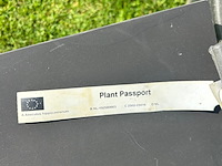 Aesculus hippocastanum (paardenkastanje wit) - afbeelding 2 van  2