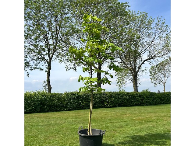 Aesculus hippocastanum (paardenkastanje wit) - afbeelding 1 van  2