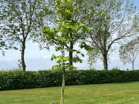 Aesculus hippocastanum (paardenkastanje wit) - afbeelding 1 van  2