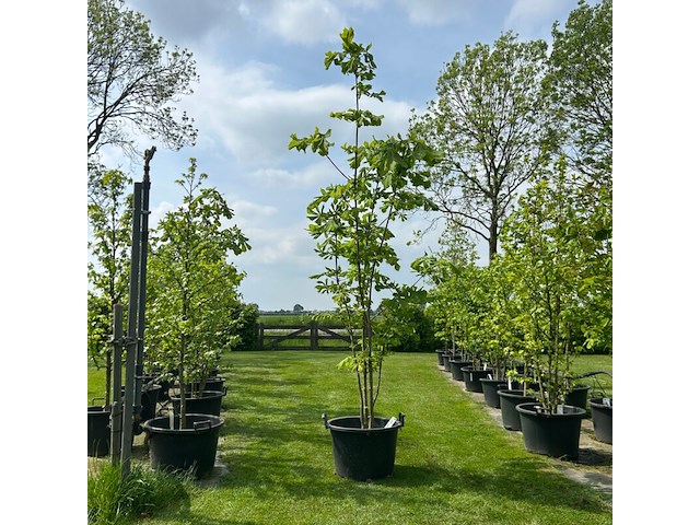 Aesculus hippocastanum (paardenkastanje wit) - afbeelding 1 van  2