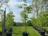 Aesculus hippocastanum (paardenkastanje wit)
