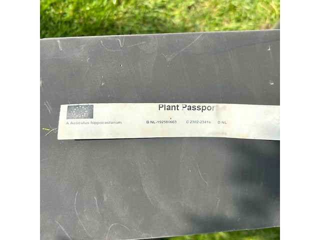 Aesculus hippocastanum (paardenkastanje wit) - afbeelding 2 van  2