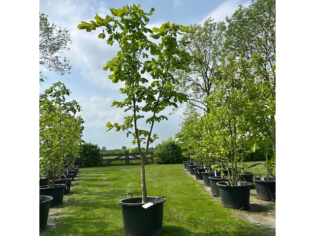 Aesculus hippocastanum (paardenkastanje wit) - afbeelding 1 van  2