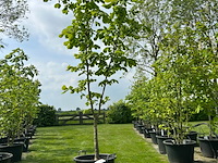 Aesculus hippocastanum (paardenkastanje wit)