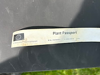 Aesculus hippocastanum (paardenkastanje wit) - afbeelding 2 van  2