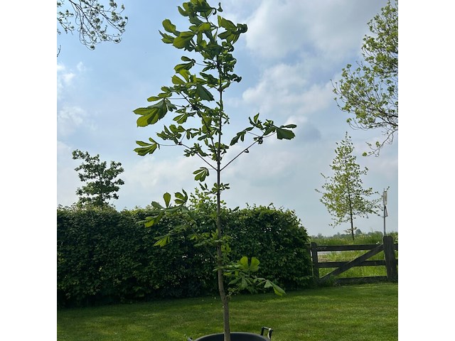 Aesculus hippocastanum (paardenkastanje wit) - afbeelding 1 van  2