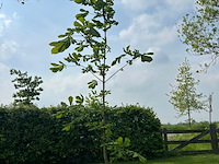 Aesculus hippocastanum (paardenkastanje wit) - afbeelding 1 van  2