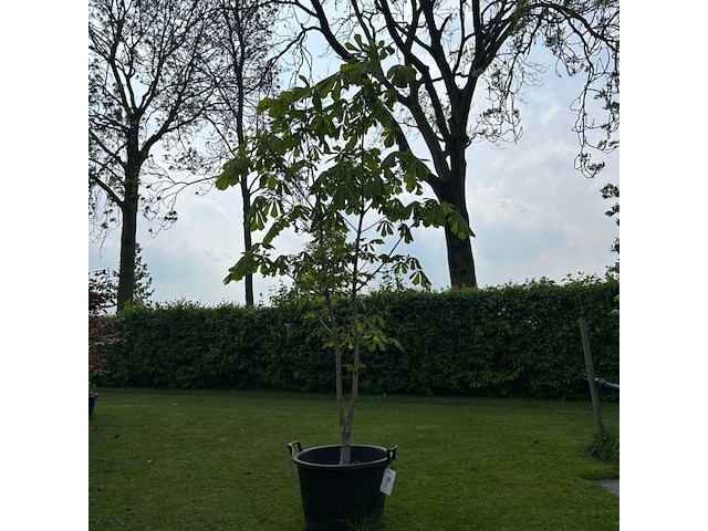 Aesculus hippocastanum (paardenkastanje wit) - afbeelding 1 van  2