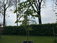 Aesculus hippocastanum (paardenkastanje wit) - afbeelding 1 van  2