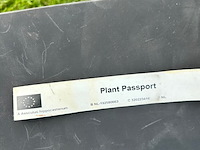 Aesculus hippocastanum (paardenkastanje wit) - afbeelding 2 van  2