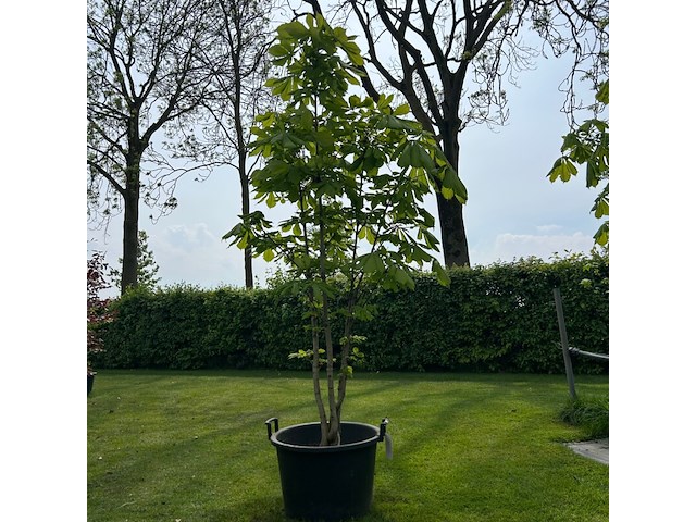 Aesculus hippocastanum (paardenkastanje wit) - afbeelding 1 van  2