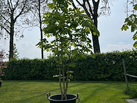 Aesculus hippocastanum (paardenkastanje wit) - afbeelding 1 van  2