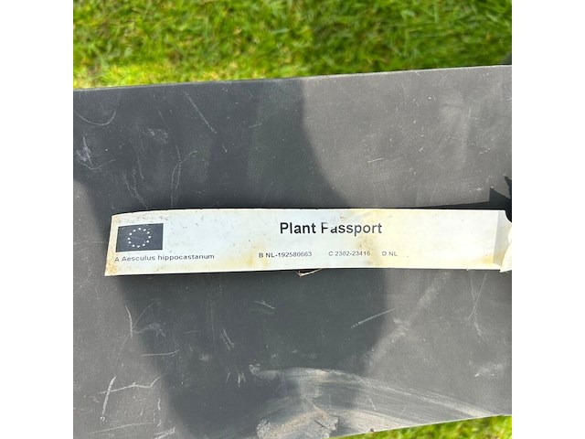 Aesculus hippocastanum (paardenkastanje wit) - afbeelding 2 van  2
