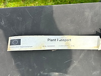 Aesculus hippocastanum (paardenkastanje wit) - afbeelding 2 van  2