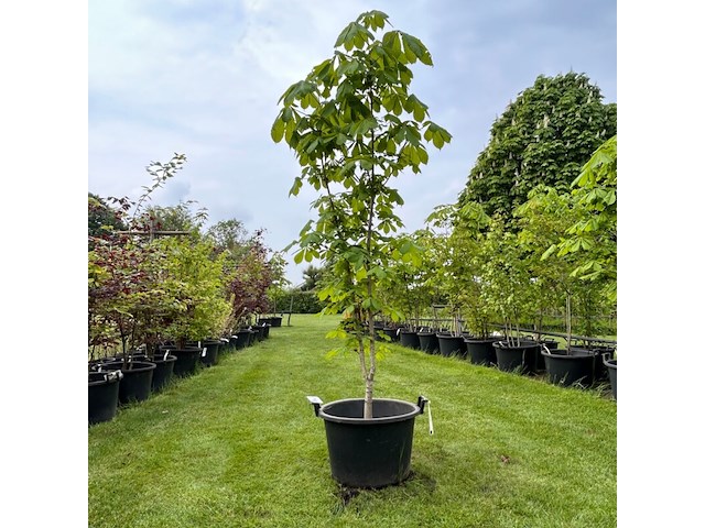 Aesculus hippocastanum (paardenkastanje wit) - afbeelding 1 van  2