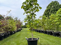 Aesculus hippocastanum (paardenkastanje wit) - afbeelding 1 van  2