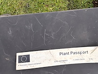 Aesculus hippocastanum (paardenkastanje wit) - afbeelding 2 van  2