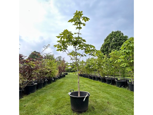 Aesculus hippocastanum (paardenkastanje wit) - afbeelding 1 van  2