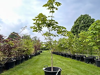 Aesculus hippocastanum (paardenkastanje wit) - afbeelding 1 van  2