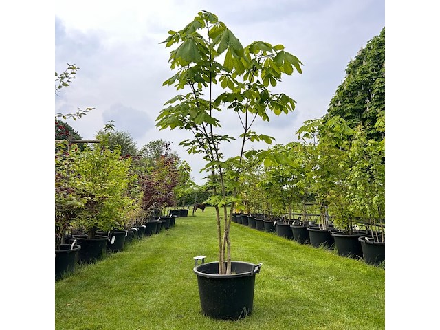 Aesculus hippocastanum (paardenkastanje wit) - afbeelding 1 van  2