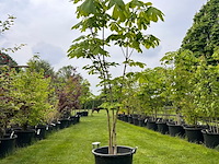 Aesculus hippocastanum (paardenkastanje wit) - afbeelding 1 van  2