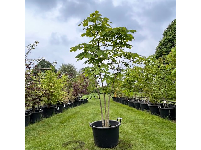 Aesculus hippocastanum (paardenkastanje wit) - afbeelding 1 van  2