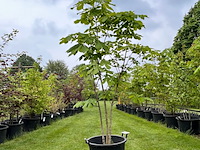 Aesculus hippocastanum (paardenkastanje wit) - afbeelding 1 van  2