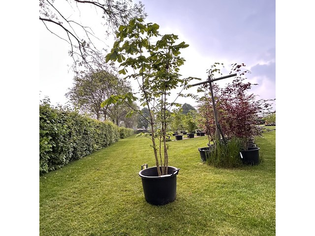 Aesculus hippocastanum (paardenkastanje wit) - afbeelding 1 van  2