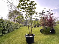 Aesculus hippocastanum (paardenkastanje wit) - afbeelding 1 van  2