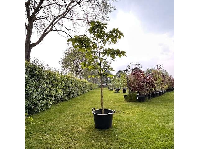 Aesculus hippocastanum (paardenkastanje wit) - afbeelding 1 van  2