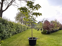Aesculus hippocastanum (paardenkastanje wit) - afbeelding 1 van  2